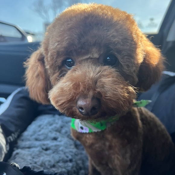 Meet your Posher, Gary - Picture 5 of 5